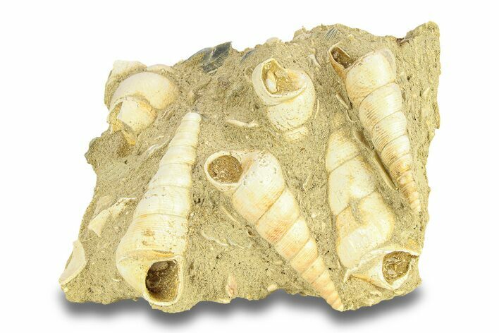 Fossil Gastropod (Haustator) Cluster - Gironde, France #284913